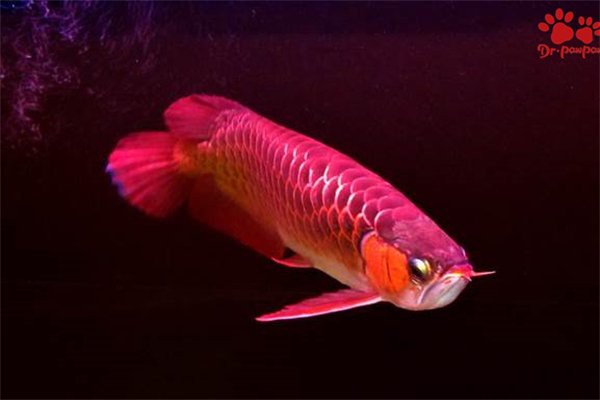 四角龍魚爛尾會傳染嗎？，四角龍魚爛尾會傳染嗎如何預防和治療理智狂人浩然jack