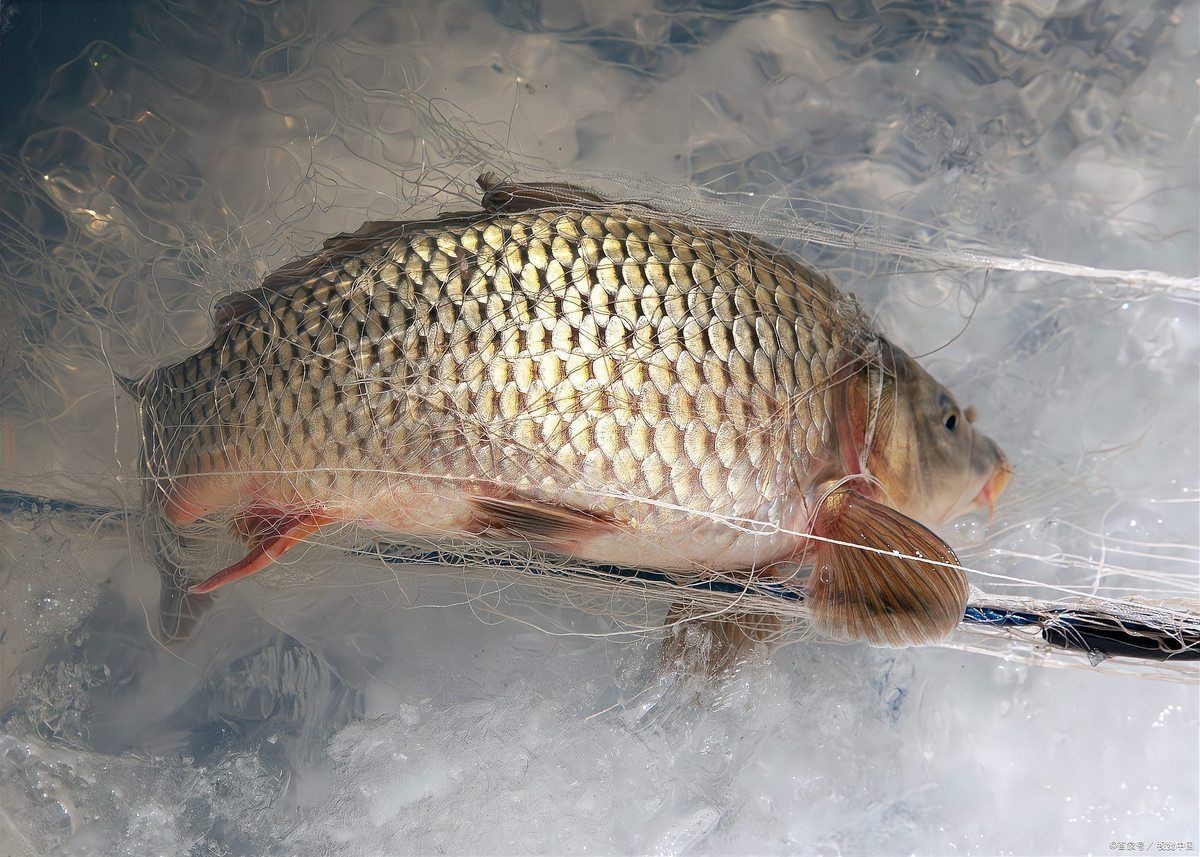 爛鰓病有哪些癥狀【《爛鰓病癥狀摘要》魚類爛鰓病的癥狀與治療方法】 爛鰓病有哪些癥狀【《爛鰓病癥狀摘要》魚類爛鰓病的癥狀與治療方法】 龍魚百科 第11張