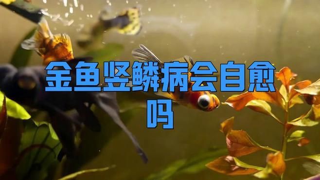 魚豎鱗病可以自愈嗎？【錦鯉豎鱗病能自愈嗎疆小援-防坑手冊】