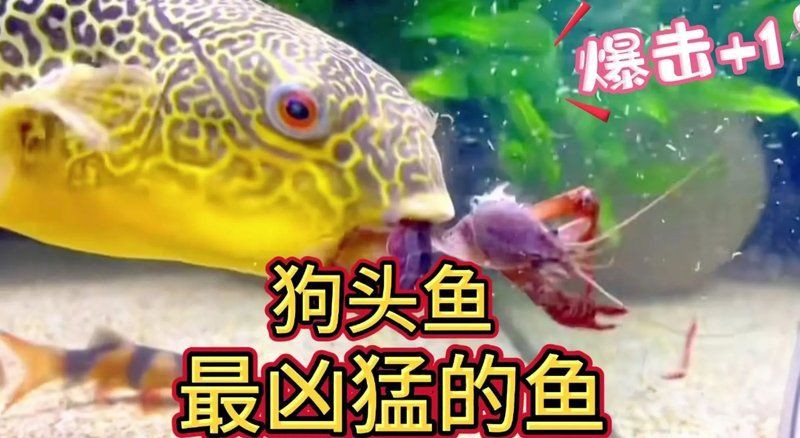 海里有狗頭魚(yú)嗎【海洋生態(tài)系統(tǒng)豐富多樣海里是否有狗頭魚(yú)這一問(wèn)題引發(fā)諸多好奇】