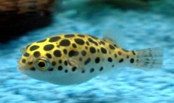 海里有狗頭魚嗎【海洋生態系統豐富多樣海里是否有狗頭魚這一問題引發諸多好奇】