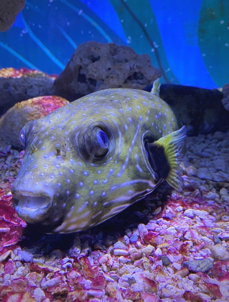 海里有狗頭魚嗎【海洋生態系統豐富多樣海里是否有狗頭魚這一問題引發諸多好奇】