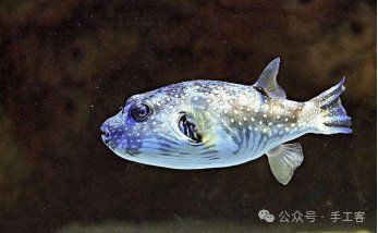 海里有狗頭魚(yú)嗎【海洋生態(tài)系統(tǒng)豐富多樣海里是否有狗頭魚(yú)這一問(wèn)題引發(fā)諸多好奇】