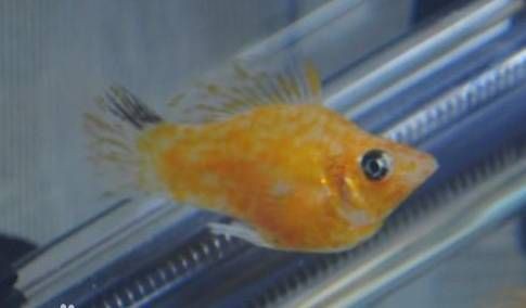 瑪利亞麗魚【水中瑪利亞——瑪麗魚養(yǎng)魚大全】