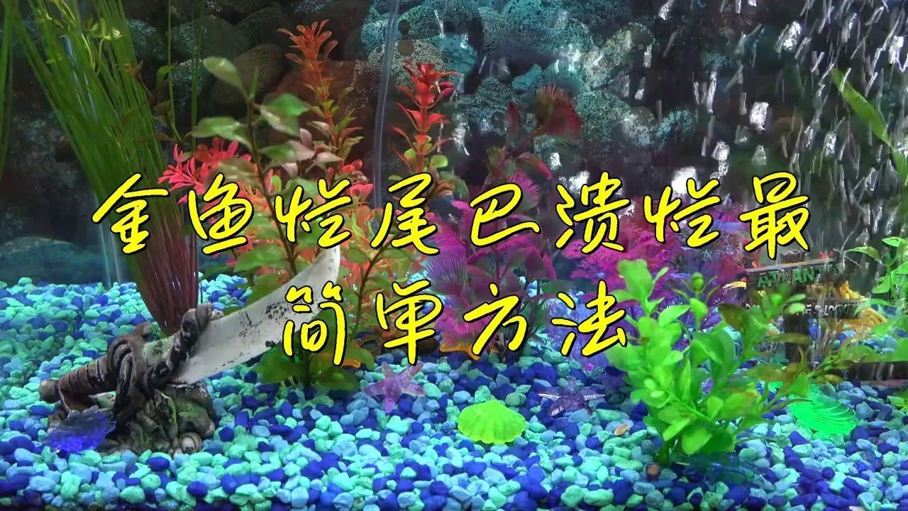 有哪些藥物可以有效治療金魚爛尾？【金魚爛尾怎么辦】