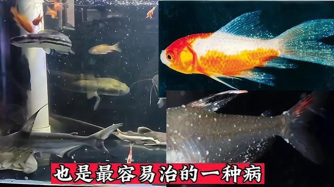 如何處理魚缸水細菌傳染【養過魚的缸如何消除魚缸水細菌傳染輕松去除病菌全民小視頻】