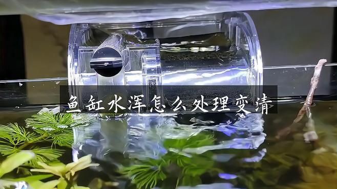 如何處理魚缸水細菌傳染【養過魚的缸如何消除魚缸水細菌傳染輕松去除病菌全民小視頻】