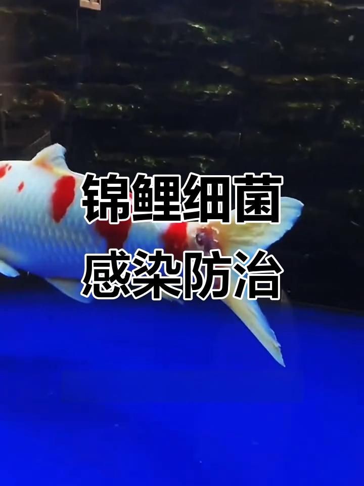 如何處理魚缸水細菌傳染【養過魚的缸如何消除魚缸水細菌傳染輕松去除病菌全民小視頻】