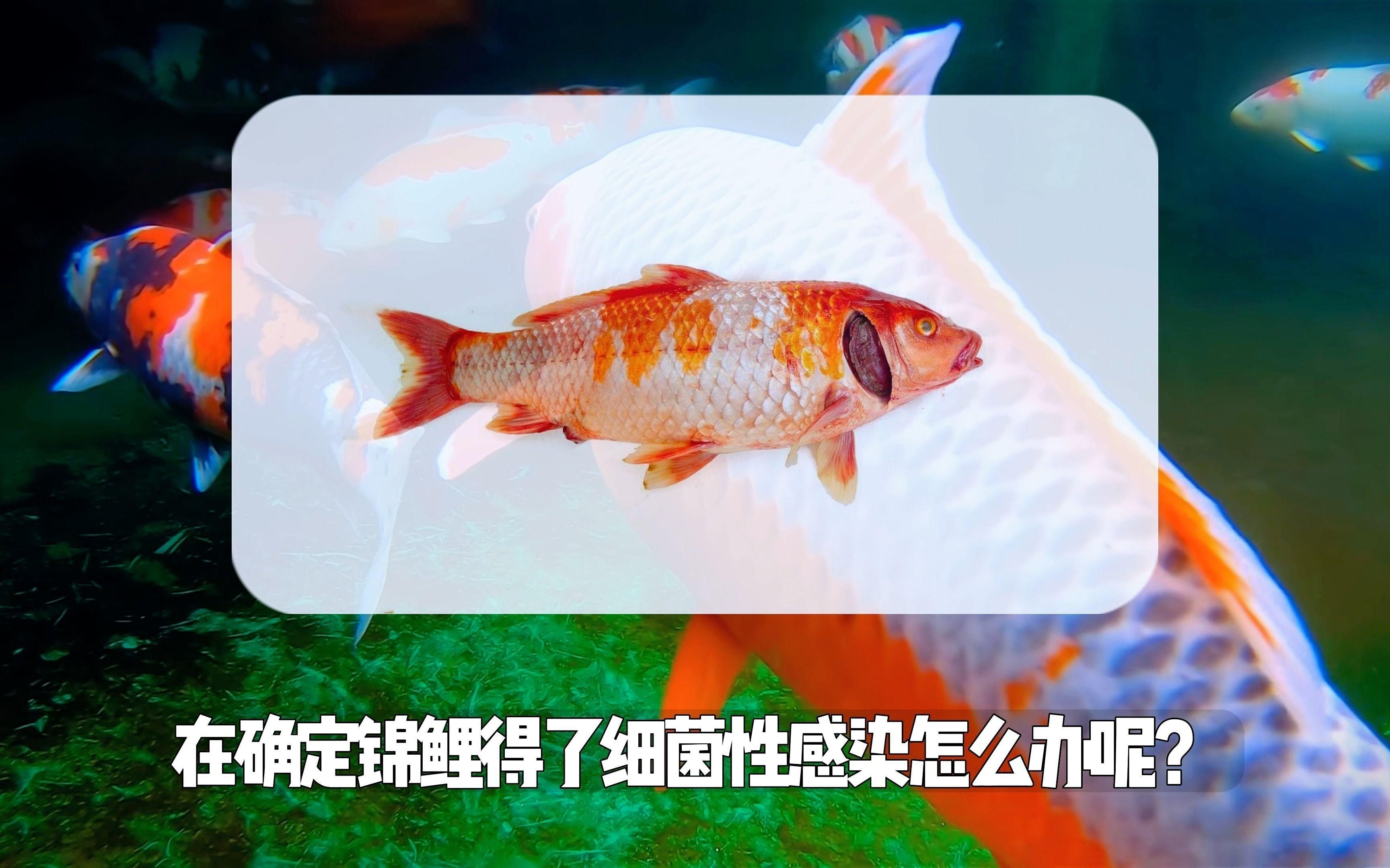 如何處理魚缸水細菌傳染【養過魚的缸如何消除魚缸水細菌傳染輕松去除病菌全民小視頻】