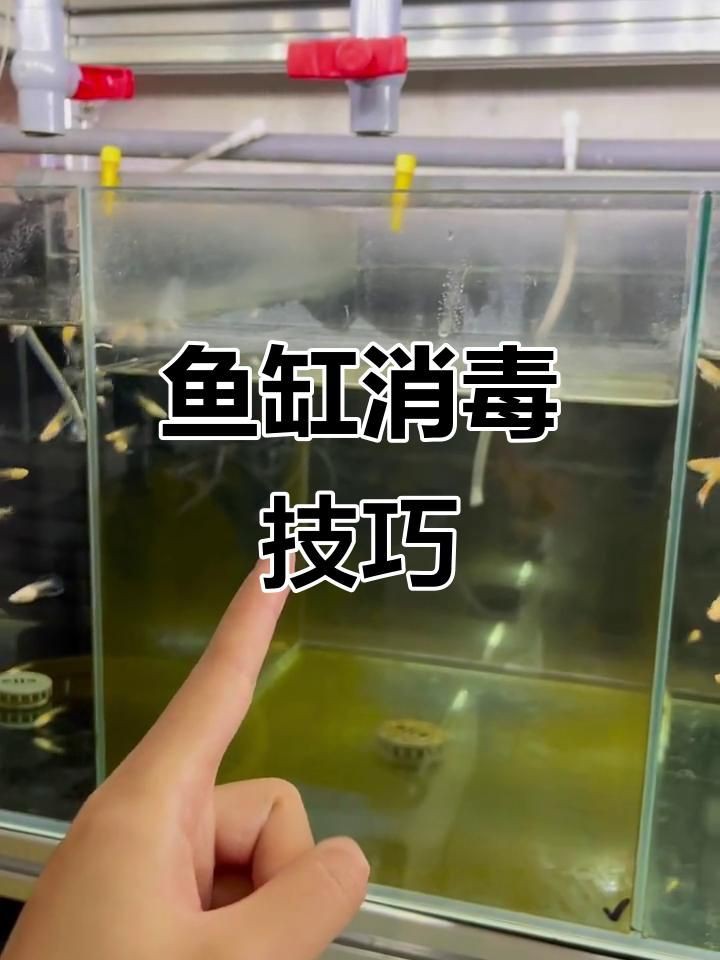 如何處理魚缸水細(xì)菌傳染【養(yǎng)過魚的缸如何消除魚缸水細(xì)菌傳染輕松去除病菌全民小視頻】