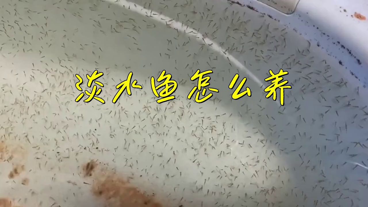 淡水觀賞魚飼養(yǎng)指南【《淡水觀賞魚飼養(yǎng)指南》一期如何養(yǎng)好觀賞魚的教程】