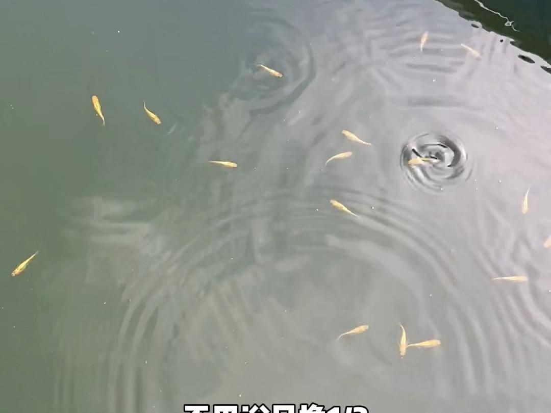 淡水觀賞魚飼養(yǎng)指南【《淡水觀賞魚飼養(yǎng)指南》一期如何養(yǎng)好觀賞魚的教程】