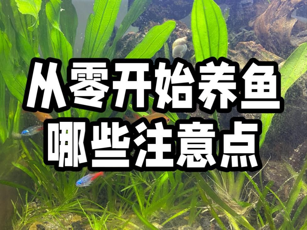 淡水觀賞魚飼養(yǎng)指南【《淡水觀賞魚飼養(yǎng)指南》一期如何養(yǎng)好觀賞魚的教程】
