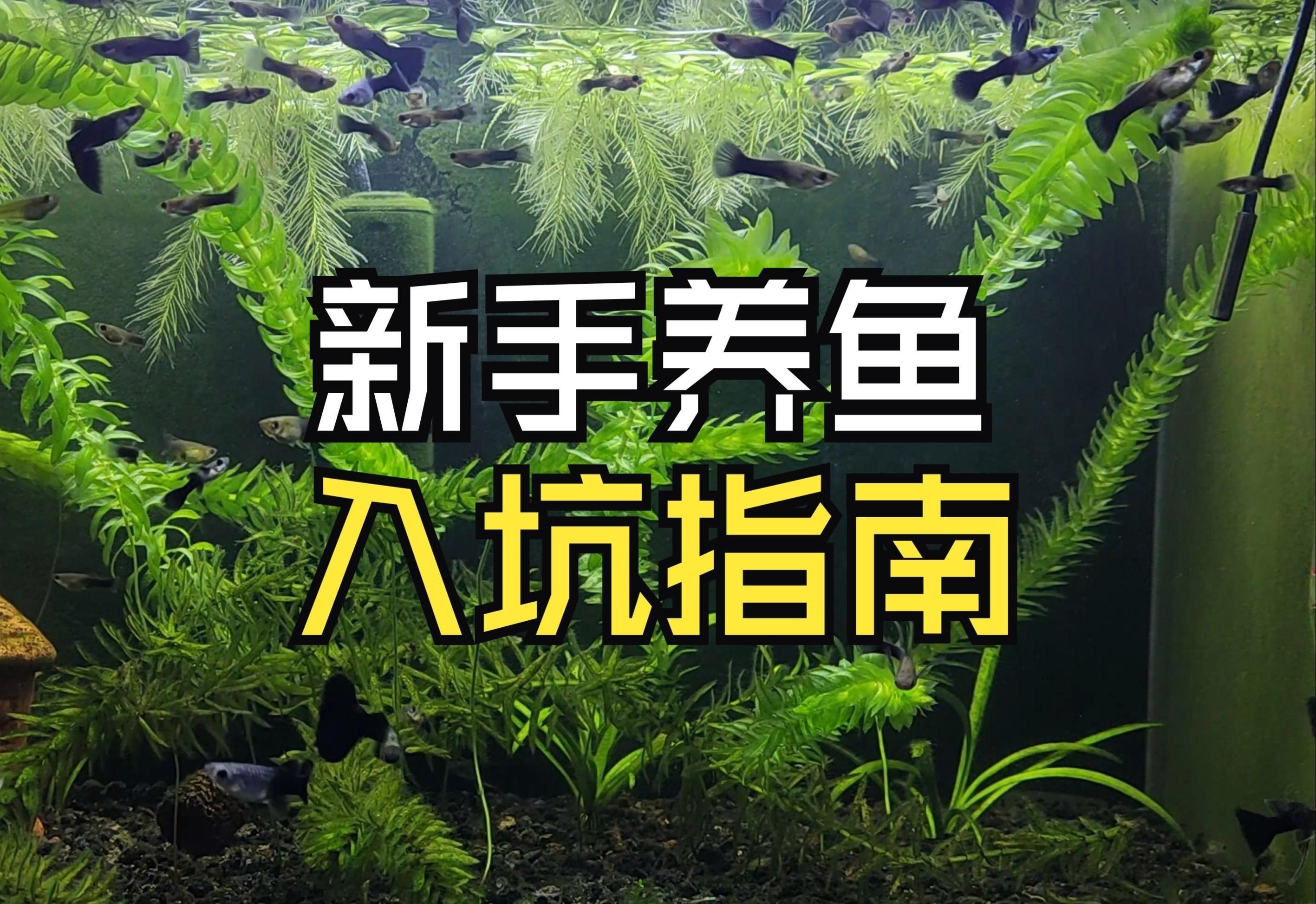 淡水觀賞魚飼養(yǎng)指南【《淡水觀賞魚飼養(yǎng)指南》一期如何養(yǎng)好觀賞魚的教程】