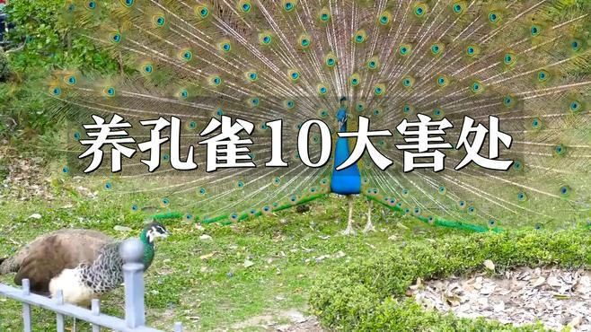 孔雀為啥不能隨便養(yǎng)【《孔雀為啥不能隨便養(yǎng)》】 孔雀為啥不能隨便養(yǎng)【《孔雀為啥不能隨便養(yǎng)》】 龍魚百科 第7張