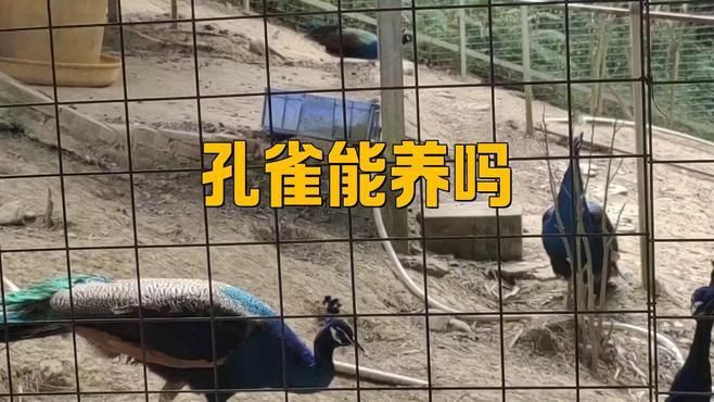 孔雀為啥不能隨便養(yǎng)【《孔雀為啥不能隨便養(yǎng)》】 孔雀為啥不能隨便養(yǎng)【《孔雀為啥不能隨便養(yǎng)》】 龍魚百科 第2張