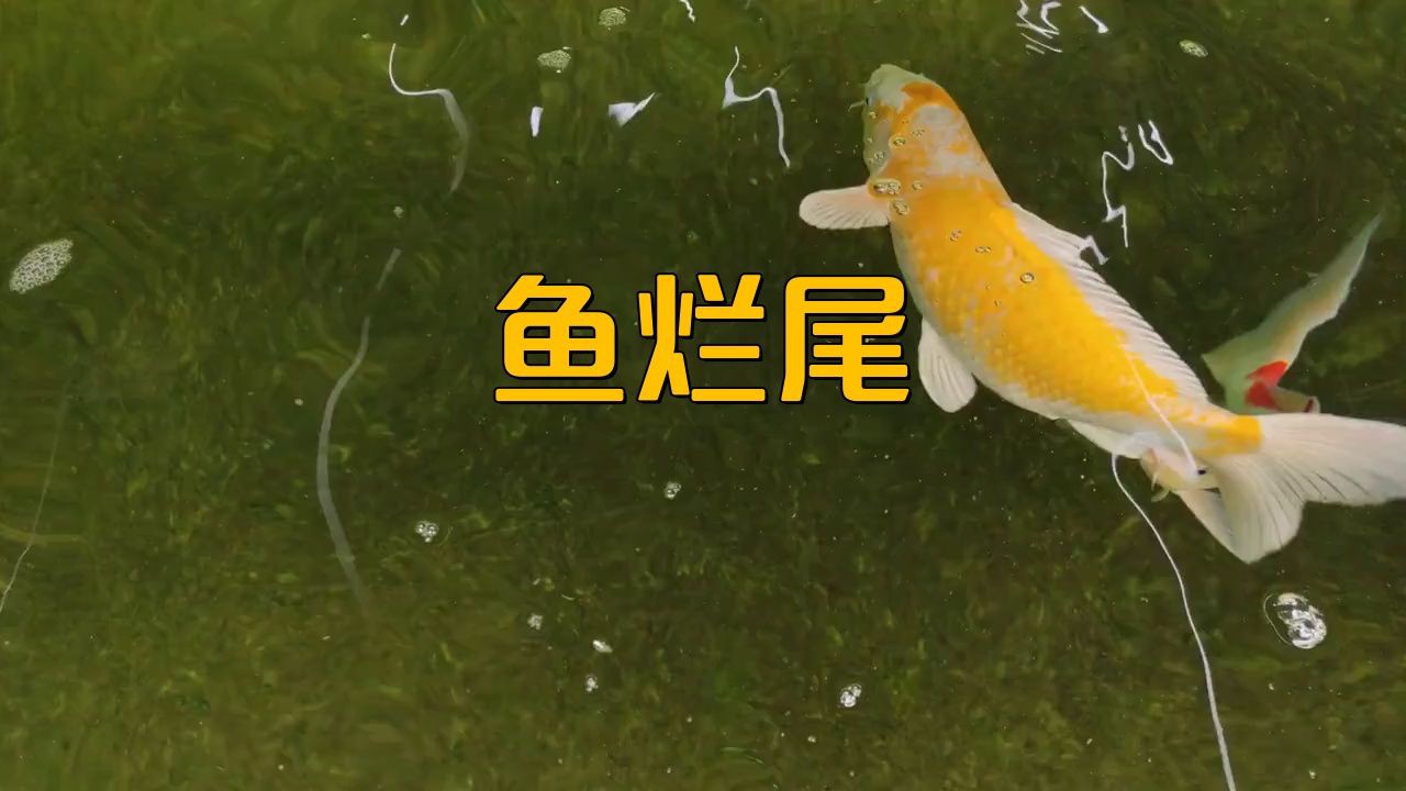 如何判斷龍魚是否患了爛尾病？【生態牧人龍魚爛尾病是怎么回事生態牧人龍魚爛尾原因分析】