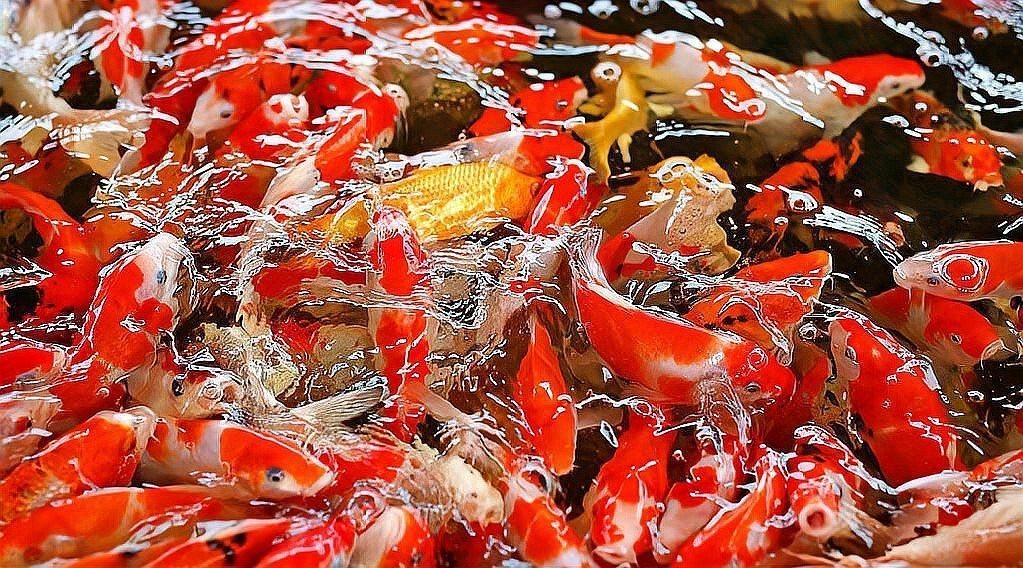 三色錦鯉魚招財魚圖片大全【《三色錦鯉魚招財魚圖片大全》匯聚多種極具觀賞價值的三色錦鯉品種】 三色錦鯉魚招財魚圖片大全【《三色錦鯉魚招財魚圖片大全》匯聚多種極具觀賞價值的三色錦鯉品種】 龍魚論壇 第8張