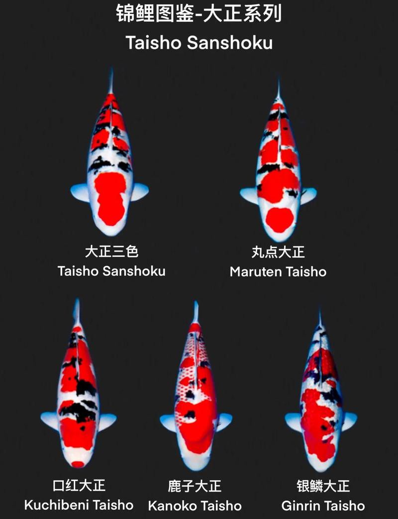 三色錦鯉魚招財魚圖片大全【《三色錦鯉魚招財魚圖片大全》匯聚多種極具觀賞價值的三色錦鯉品種】 三色錦鯉魚招財魚圖片大全【《三色錦鯉魚招財魚圖片大全》匯聚多種極具觀賞價值的三色錦鯉品種】 龍魚論壇 第2張