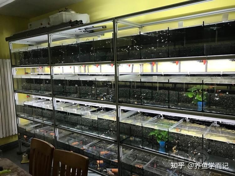 魚缸壓塌樓板后如何修復？【當魚缸壓塌樓板后的修復需根據損壞程度采取不同措施】