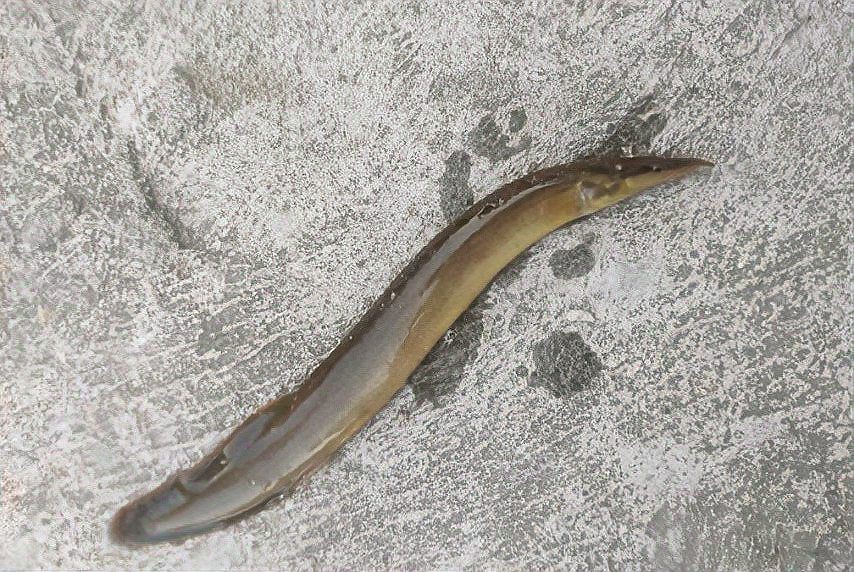 類似刀魚的魚種是什么魚【鳳尾魚和刀魚是“親戚”,為什么身價差這么多!】