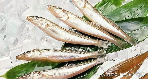 類似刀魚的魚種是什么魚【鳳尾魚和刀魚是“親戚”,為什么身價差這么多!】