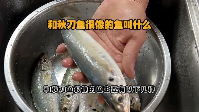 類似刀魚的魚種是什么魚【鳳尾魚和刀魚是“親戚”,為什么身價差這么多!】