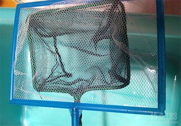 如何處理活餌以去除潛在危害？【如何處理活餌以消除潛在危害】
