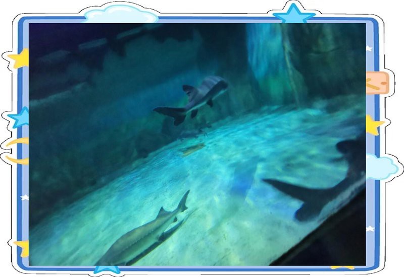 北侖水族店【北侖區(qū)哪家水族店口碑最好】 北侖水族店【北侖區(qū)哪家水族店口碑最好】 全國水族館企業(yè)名錄 第4張