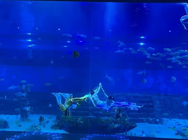 奉節(jié)水族店【奉節(jié)水族館預計何時開工】 奉節(jié)水族店【奉節(jié)水族館預計何時開工】 全國水族館企業(yè)名錄 第2張