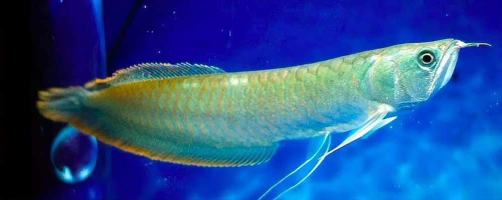 七彩銀龍魚能長多大【七彩銀龍魚的成長奧秘：七彩銀龍魚的養(yǎng)殖方法和注意事項】