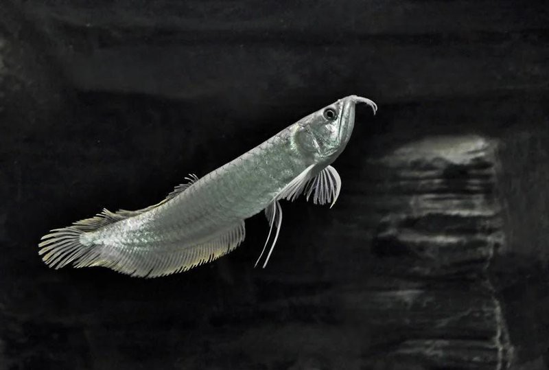 七彩銀龍魚能長多大【七彩銀龍魚的成長奧秘：七彩銀龍魚的養(yǎng)殖方法和注意事項】