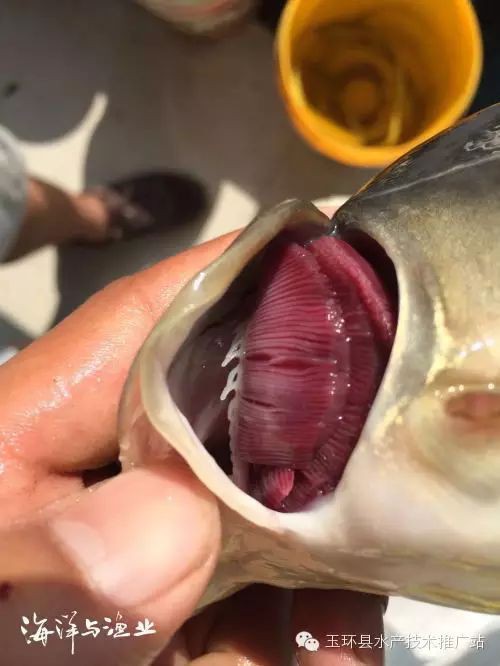 魚爛鰓病會傳染嗎？【魚爛鰓會傳染嗎】