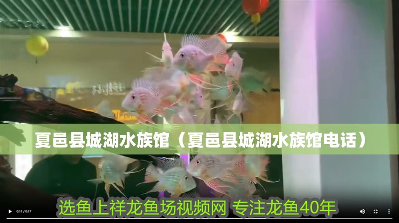 夏邑水族店【夏邑縣哪家水族店口碑最好】