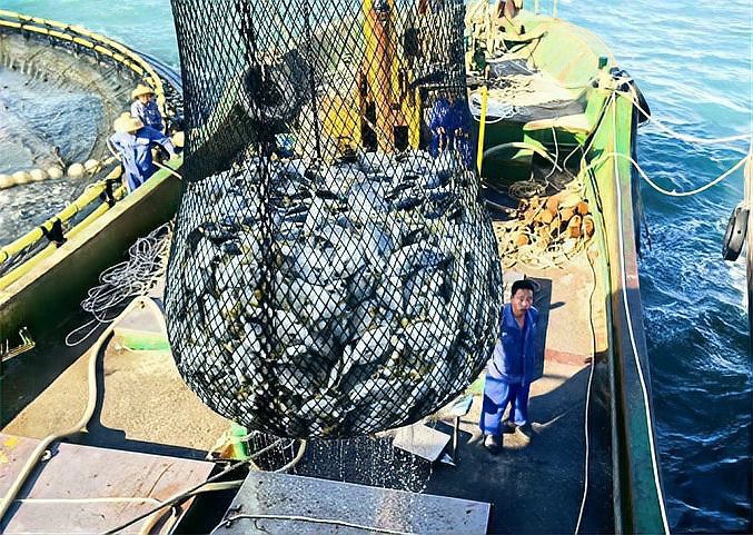 昌江龍魚店【景德鎮昌江龍魚店】