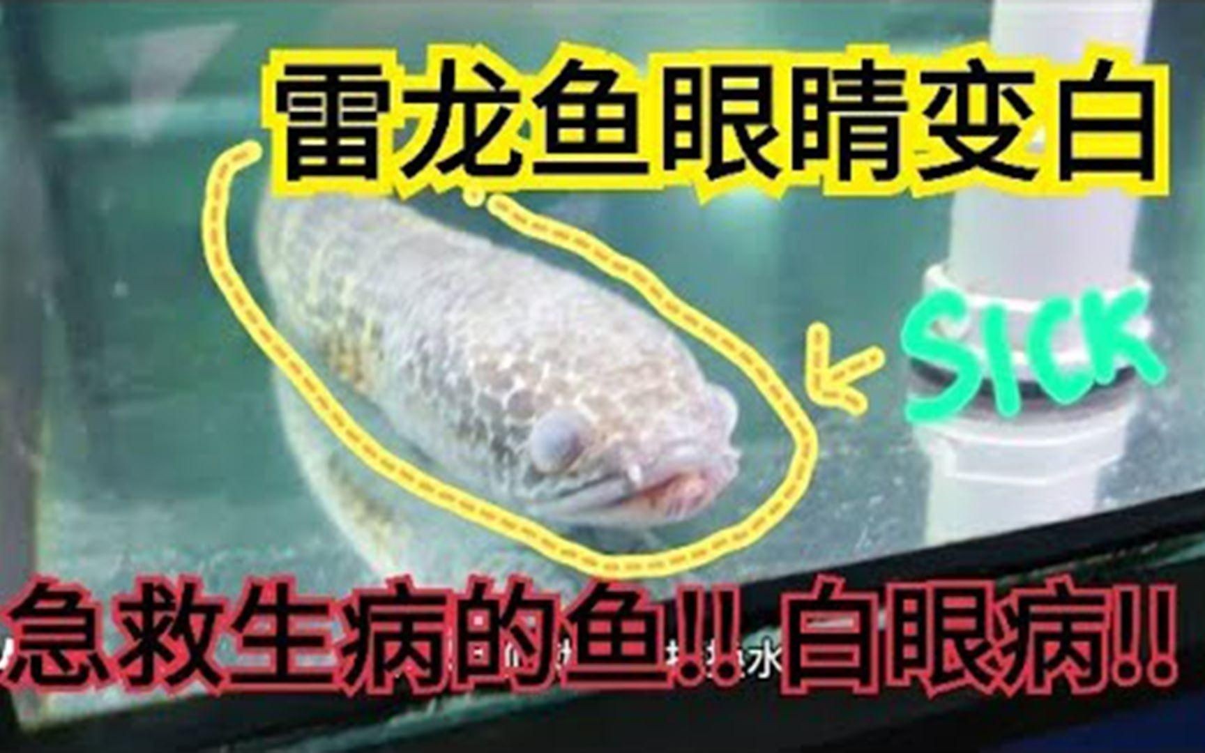 如何判斷雷龍魚蒙眼是否好轉(zhuǎn)？【如何判斷雷龍魚蒙眼好轉(zhuǎn)】