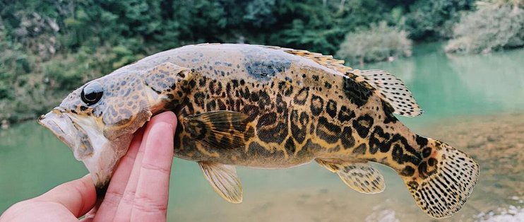 世界十大名魚忘不了【“世界十大名魚忘不了”】
