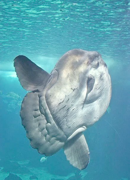 世界十大名魚忘不了【“世界十大名魚忘不了”】