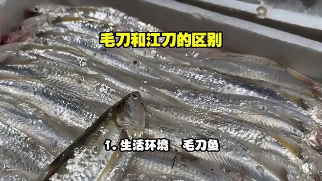 毛刀魚是什么魚【河鮮界的“小鮮肉”毛刀魚】