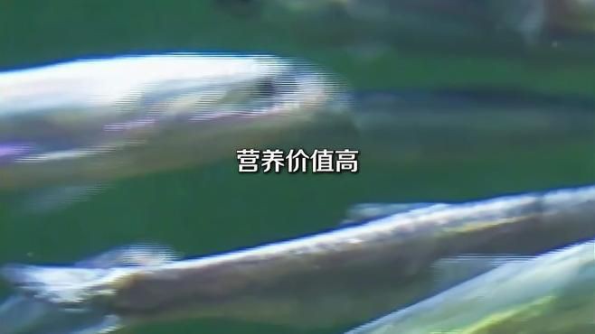 毛刀魚是什么魚【河鮮界的“小鮮肉”毛刀魚】