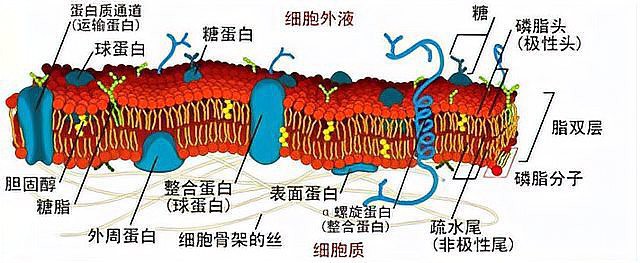 電鰻儲(chǔ)存電的原理【電鰻儲(chǔ)存電鰻儲(chǔ)存電鰻電池的原理基于其體內(nèi)特化的能量?jī)?chǔ)備】