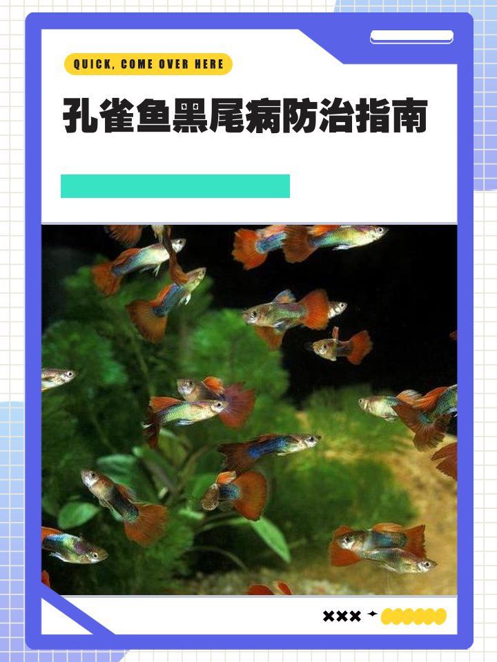 孔雀魚變黑的處理方法【《孔雀魚變黑的處理方法》當孔雀魚出現變黑的原因和解決辦法】