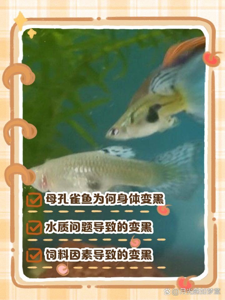 孔雀魚變黑的處理方法【《孔雀魚變黑的處理方法》當孔雀魚出現變黑的原因和解決辦法】