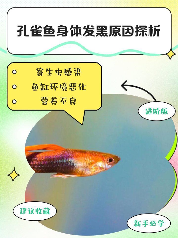 孔雀魚變黑的處理方法【《孔雀魚變黑的處理方法》當孔雀魚出現變黑的原因和解決辦法】