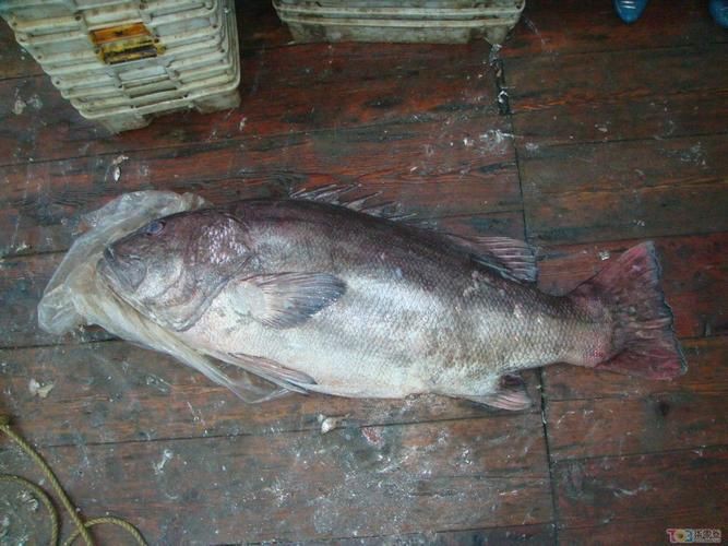 毛魚的樣子圖片【一漁民捕獲一條100斤1.6米長的大魚，賣30萬元還嫌少老潘說漁】