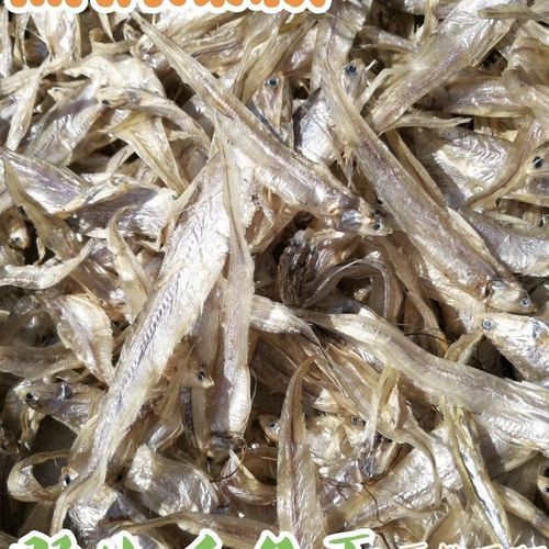 毛魚的樣子圖片【一漁民捕獲一條100斤1.6米長的大魚，賣30萬元還嫌少老潘說漁】