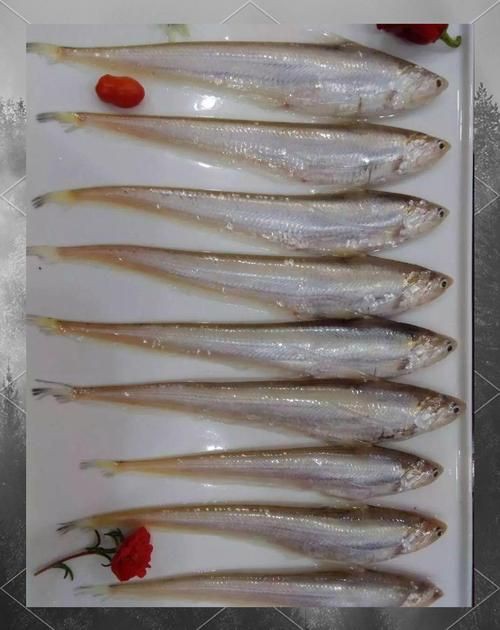 毛魚的樣子圖片【一漁民捕獲一條100斤1.6米長的大魚，賣30萬元還嫌少老潘說漁】
