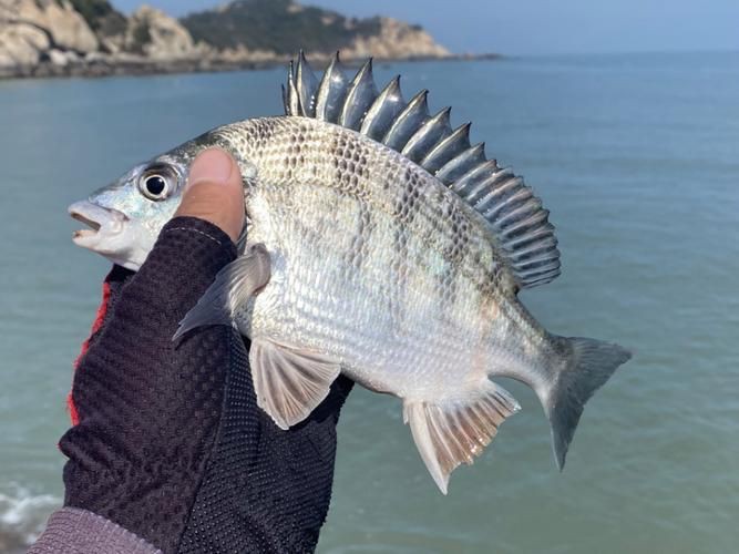 毛魚的樣子圖片【一漁民捕獲一條100斤1.6米長的大魚，賣30萬元還嫌少老潘說漁】