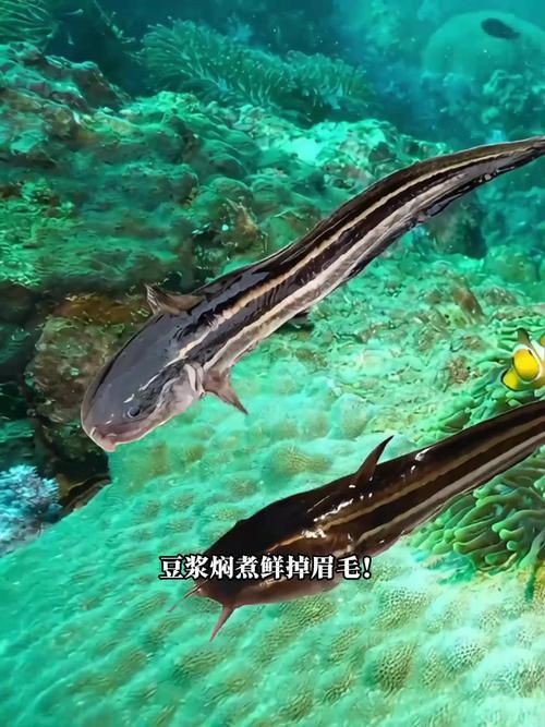 毛魚的樣子圖片【一漁民捕獲一條100斤1.6米長的大魚，賣30萬元還嫌少老潘說漁】