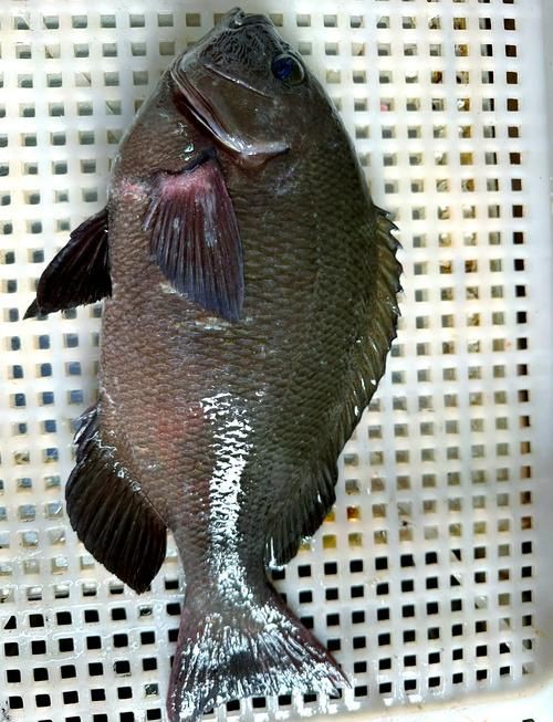 毛魚的樣子圖片【一漁民捕獲一條100斤1.6米長的大魚，賣30萬元還嫌少老潘說漁】